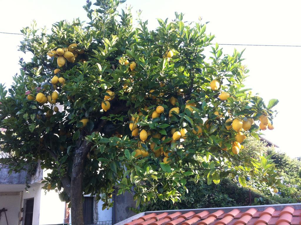 Casa Dos Cabecinhos Apartment Paradamonte Bagian luar foto